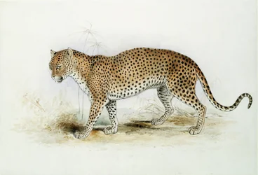 O leopardo